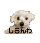 リイシューちゃん2マルチーズ（個別スタンプ：11）