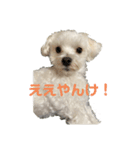 リイシューちゃん2マルチーズ（個別スタンプ：14）