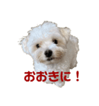 リイシューちゃん2マルチーズ（個別スタンプ：16）