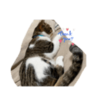 琢猫白（個別スタンプ：1）