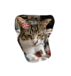 琢猫白（個別スタンプ：2）