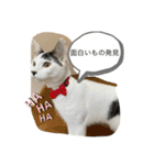 琢猫白（個別スタンプ：3）