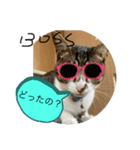琢猫白（個別スタンプ：4）