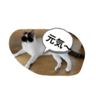琢猫白（個別スタンプ：7）