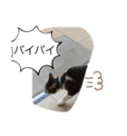 琢猫白（個別スタンプ：8）