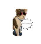 琢猫白（個別スタンプ：9）