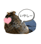 琢猫白（個別スタンプ：10）