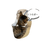 琢猫白（個別スタンプ：11）