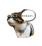 琢猫白（個別スタンプ：12）