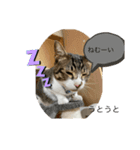 琢猫白（個別スタンプ：13）
