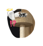 琢猫白（個別スタンプ：14）