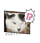 琢猫白（個別スタンプ：16）