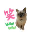 玉袋筋太郎（個別スタンプ：4）
