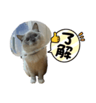 玉袋筋太郎（個別スタンプ：5）