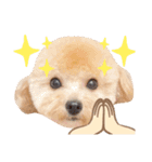 ぷあちゃんろあちゃんすたんぷ（個別スタンプ：7）
