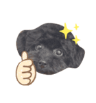 ぷあちゃんろあちゃんすたんぷ（個別スタンプ：11）