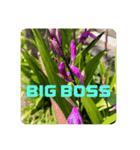 BIG BOSS時代（個別スタンプ：6）