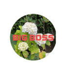 BIG BOSS時代（個別スタンプ：11）