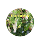 BIG BOSS時代（個別スタンプ：15）