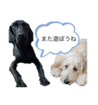 Lilly ＆Jimmy（個別スタンプ：3）