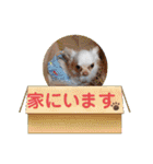 ラナくん5（個別スタンプ：10）