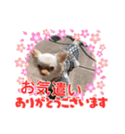 ラナくん5（個別スタンプ：19）