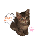 溺愛飼い主のくるみ姫のスタンプ（個別スタンプ：1）