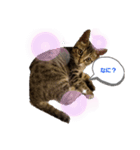 溺愛飼い主のくるみ姫のスタンプ（個別スタンプ：2）