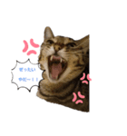 溺愛飼い主のくるみ姫のスタンプ（個別スタンプ：3）