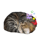 溺愛飼い主のくるみ姫のスタンプ（個別スタンプ：7）