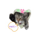 溺愛飼い主のくるみ姫のスタンプ（個別スタンプ：8）