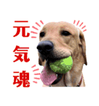 供血犬ラブラドール親子（個別スタンプ：2）