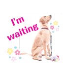 供血犬ラブラドール親子（個別スタンプ：3）