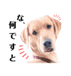 供血犬ラブラドール親子（個別スタンプ：4）