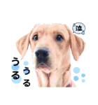 供血犬ラブラドール親子（個別スタンプ：5）