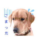 供血犬ラブラドール親子（個別スタンプ：6）