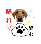 供血犬ラブラドール親子（個別スタンプ：7）