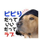 供血犬ラブラドール親子（個別スタンプ：11）