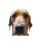 供血犬ラブラドール親子（個別スタンプ：12）