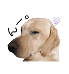 供血犬ラブラドール親子（個別スタンプ：13）