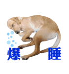 供血犬ラブラドール親子（個別スタンプ：14）