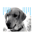 供血犬ラブラドール親子（個別スタンプ：16）