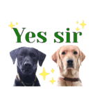 供血犬ラブラドール親子（個別スタンプ：18）