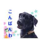 供血犬ラブラドール親子（個別スタンプ：20）