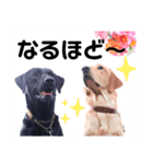 供血犬ラブラドール親子（個別スタンプ：21）