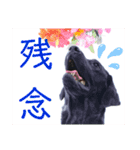 供血犬ラブラドール親子（個別スタンプ：22）