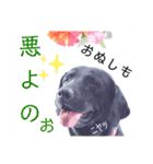 供血犬ラブラドール親子（個別スタンプ：23）