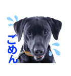 供血犬ラブラドール親子（個別スタンプ：24）