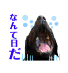 供血犬ラブラドール親子（個別スタンプ：26）