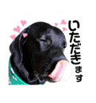 供血犬ラブラドール親子（個別スタンプ：27）